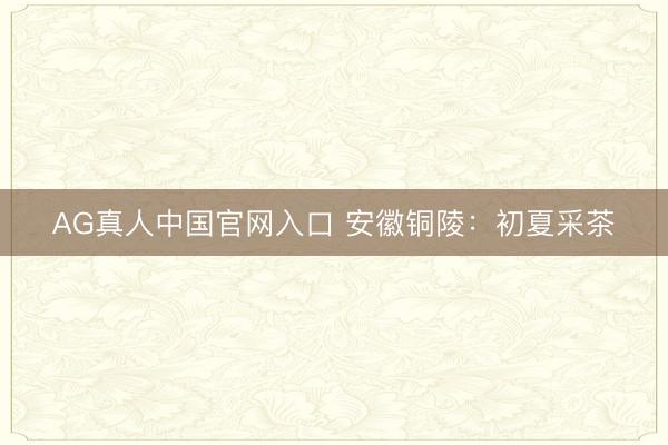 AG真人中国官网入口 安徽铜陵：初夏采茶