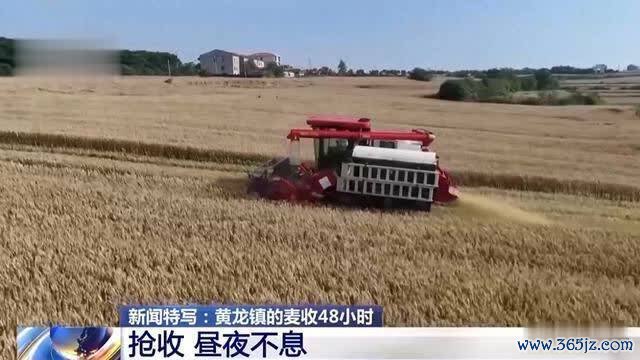 西方媒体思欠亨：中国抢收小麦，为何有这样多东说念主沉驰援？